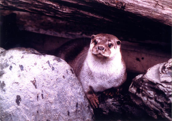 5.29WorldOtterDay.jpg