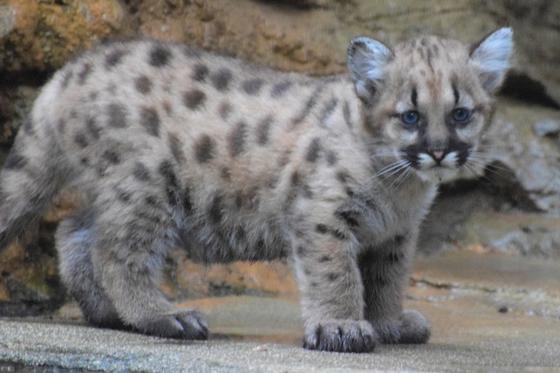 ピューマの赤ちゃんの一般公開を開始します お知らせ 愛媛県立とべ動物園