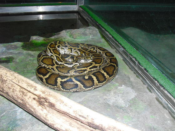 無料ダウンロードアミメニシキヘビ 飼育 最高の花の画像