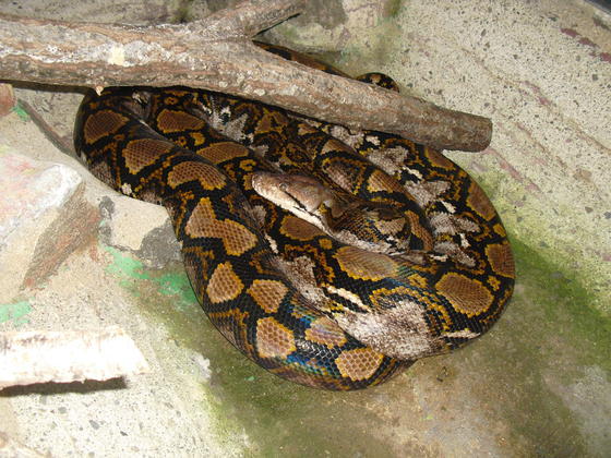 アミメニシキヘビ只今 トグロ中 お知らせ 愛媛県立とべ動物園