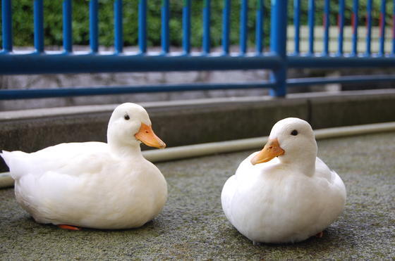 コールダックの自由時間 お知らせ 愛媛県立とべ動物園