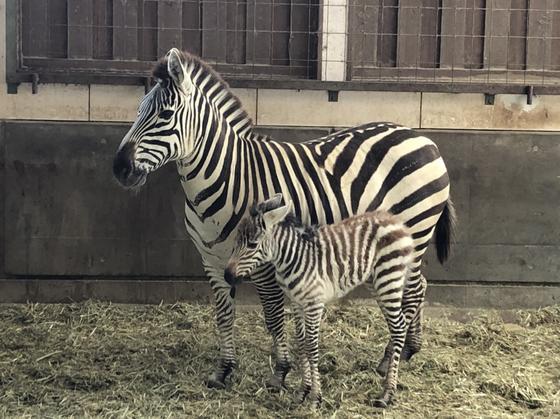 グラントシマウマの赤ちゃんが生まれました お知らせ 愛媛県立とべ動物園