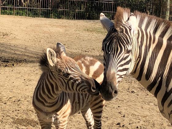 シマウマの赤ちゃん 元気に成長中 お知らせ 愛媛県立とべ動物園