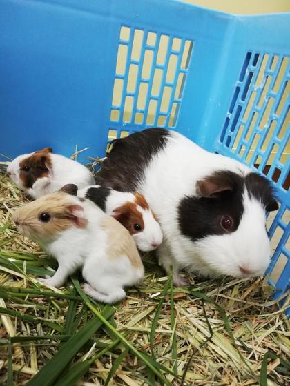 モルモット誕生 お知らせ 愛媛県立とべ動物園