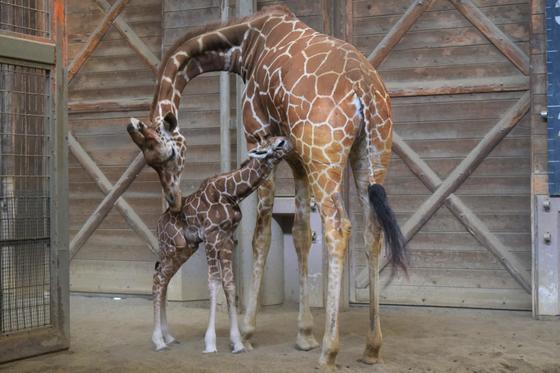 キリンの赤ちゃんの一般公開を開始します お知らせ 愛媛県立とべ動物園