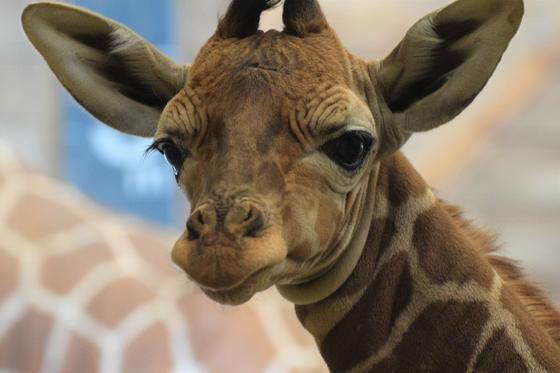 キリンの赤ちゃんの名前候補を募集します お知らせ 愛媛県立とべ動物園