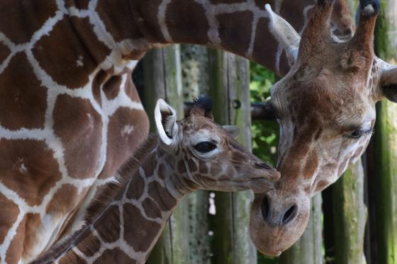 キリンの赤ちゃんの名前を6 土 に決定します お知らせ 愛媛県立とべ動物園