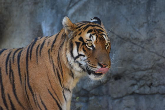 7月29日は 世界トラの日 です お知らせ 愛媛県立とべ動物園