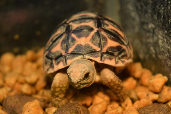 インドホシガメの赤ちゃんの一般公開を開始します お知らせ 愛媛県立とべ動物園