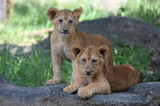 ライオンの赤ちゃんの名前が決まりました お知らせ 愛媛県立とべ動物園