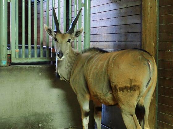 エランドとシロオリックスがやってきました お知らせ 愛媛県立とべ動物園