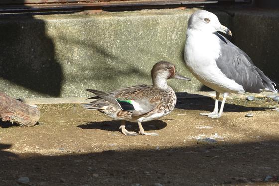 おや コガモのようすが お知らせ 愛媛県立とべ動物園