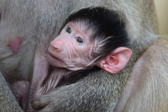 マントヒヒの仔の名前投票受付中 お知らせ 愛媛県立とべ動物園