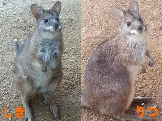 パルマワラビーの一般公開を開始します お知らせ 愛媛県立とべ動物園