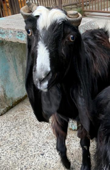 ミミナガヤギの角が お知らせ 愛媛県立とべ動物園