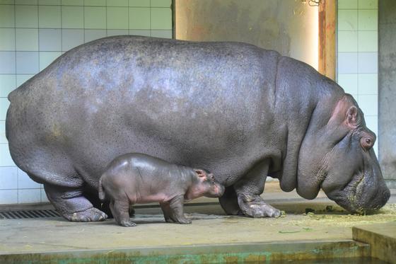 カバの赤ちゃんが生まれました お知らせ 愛媛県立とべ動物園