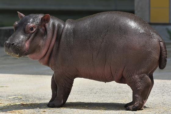 カバの赤ちゃんの命名式を実施します お知らせ 愛媛県立とべ動物園