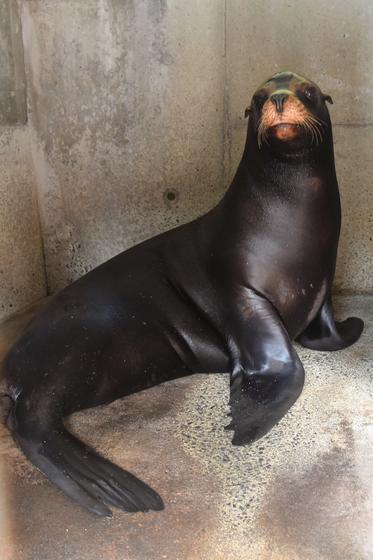 新しい仲間がやってきました お知らせ 愛媛県立とべ動物園