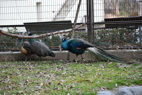DSC_0213.JPG