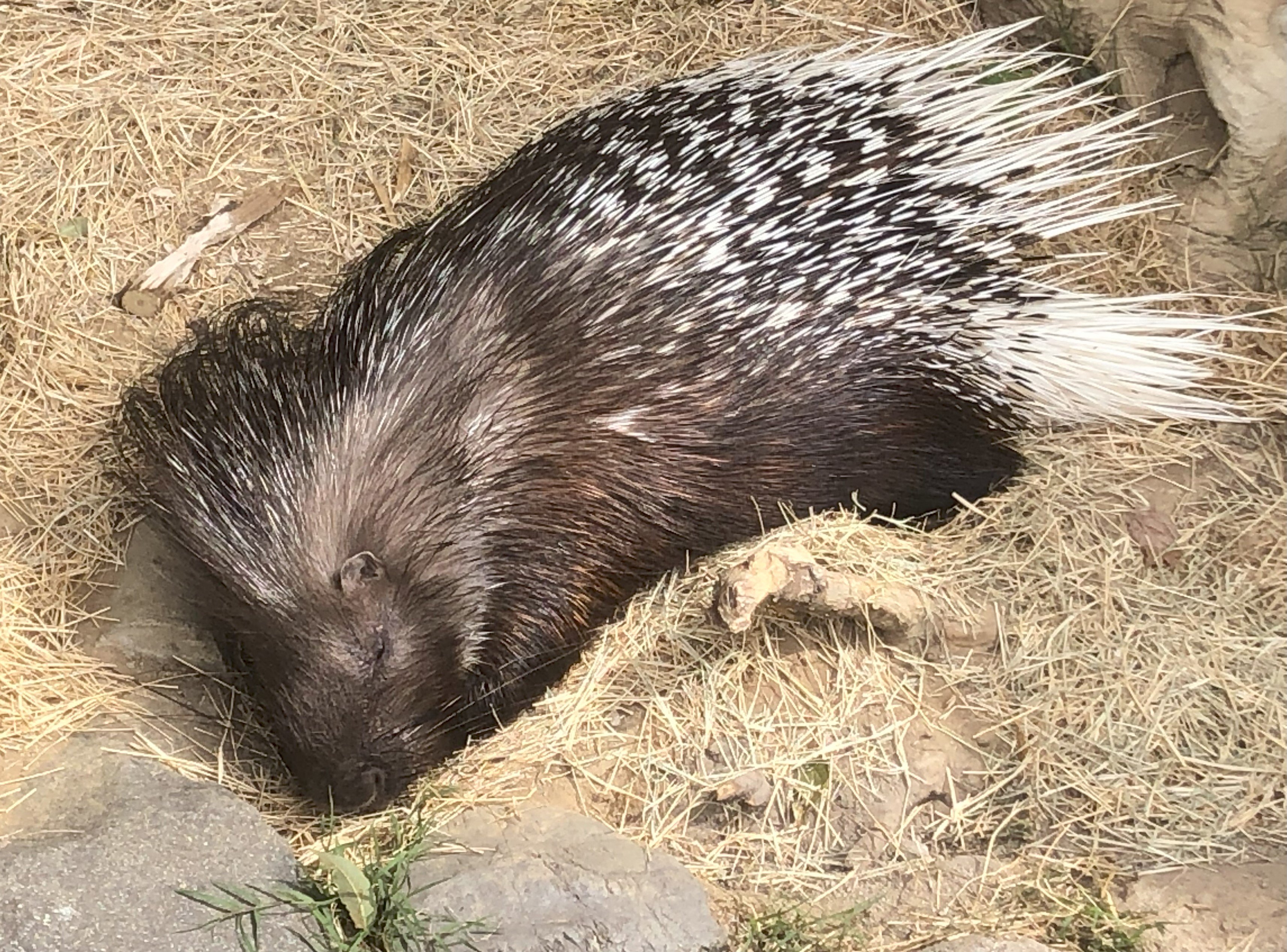 まるで寝息が聞こえそうな寝姿のヤマアラシ.jpg