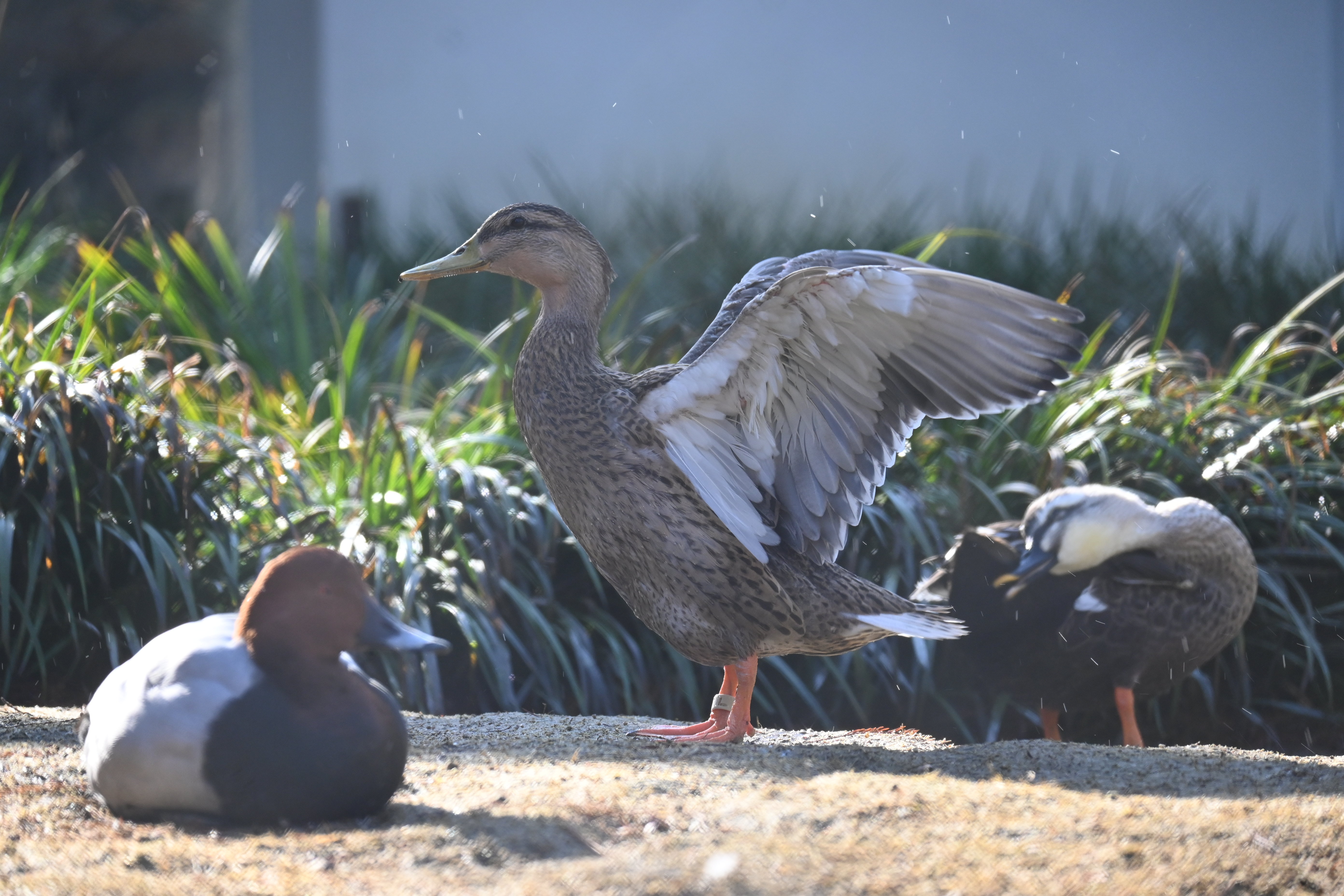 DSC_0738.JPG
