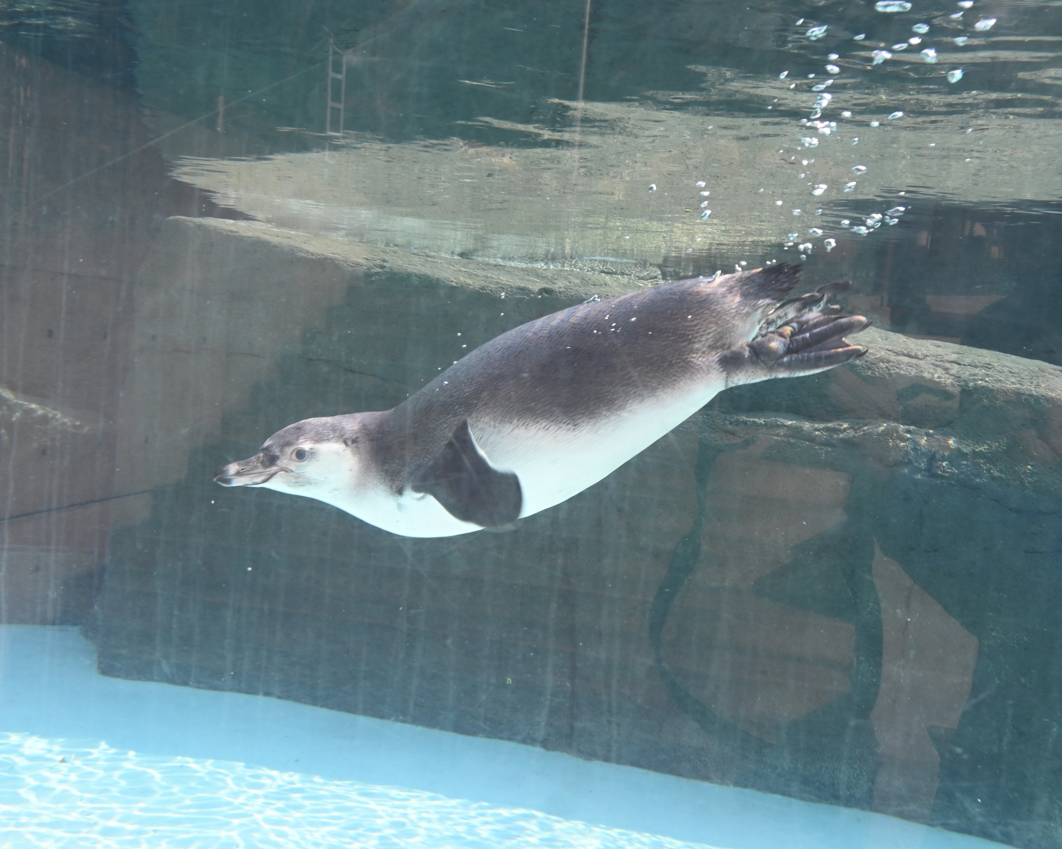 ペンギン.JPG