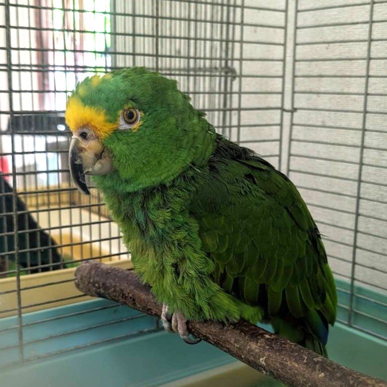 1ボウシインコ.jpg