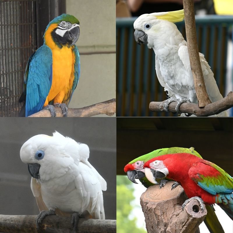 オウムインコデーHP.jpg