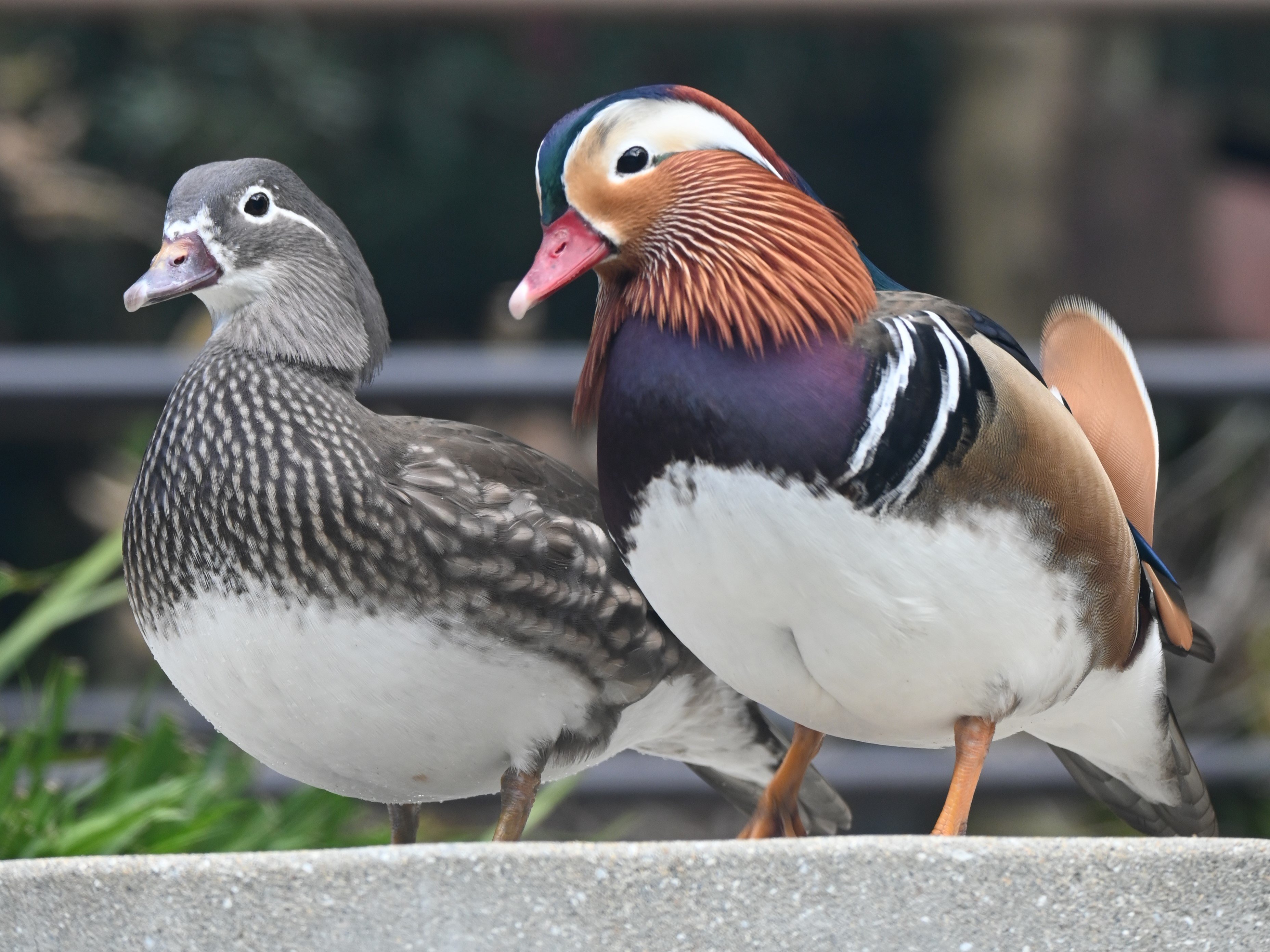 ★DSC_9885 - コピー.JPG