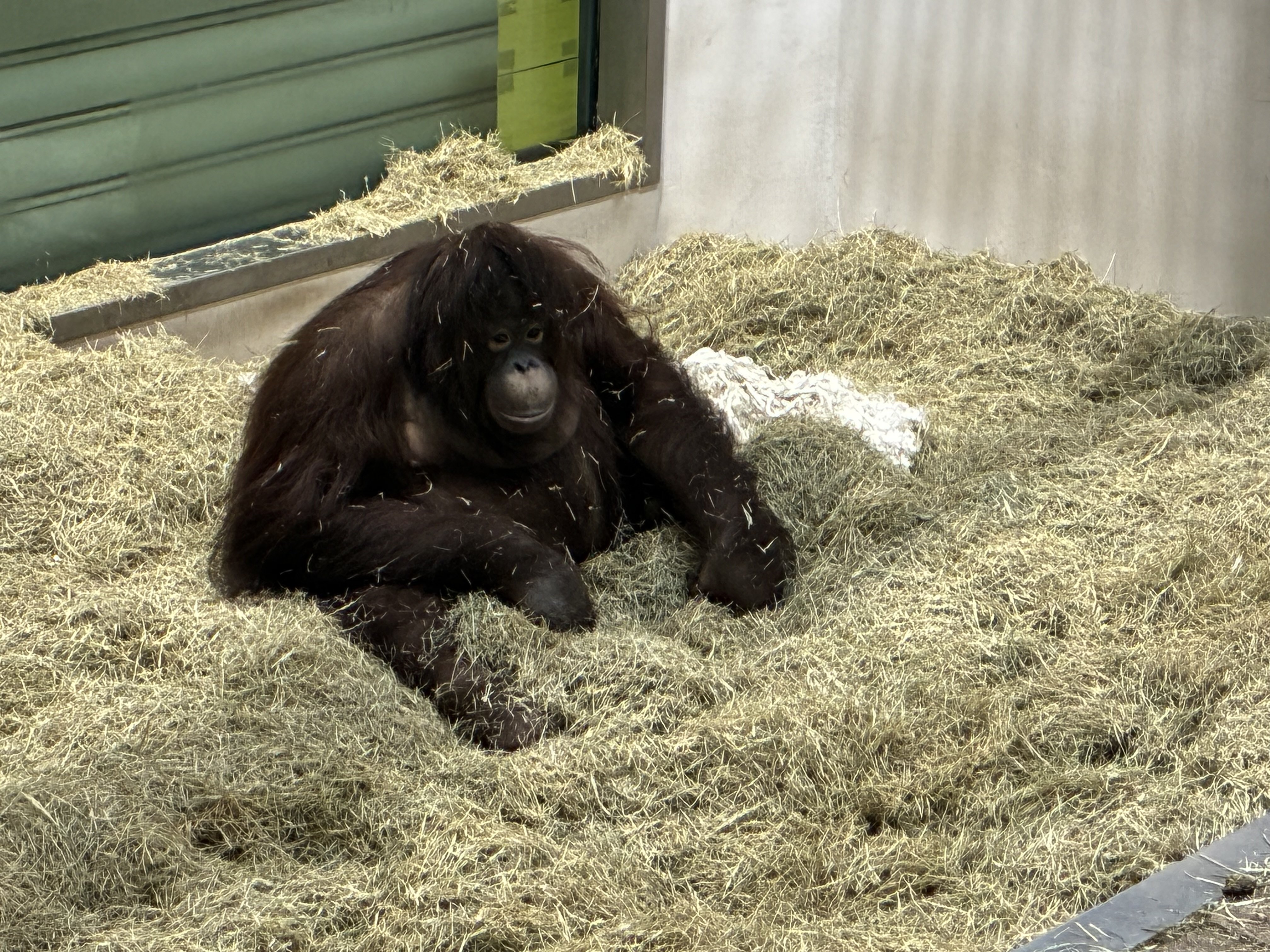 乾草の上でもよく過ごしています.jpeg