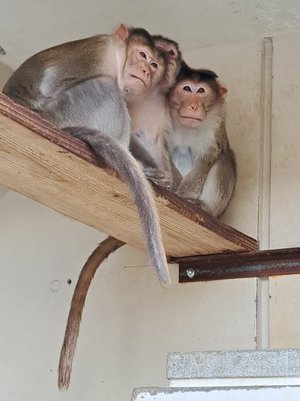 おしくらまんじゅうをしています。 - コピー.jpg