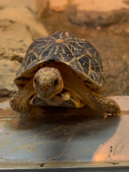 【最新】インドホシガメのステラ、展示室デビュー！.png
