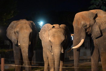 夜の動物園.JPG