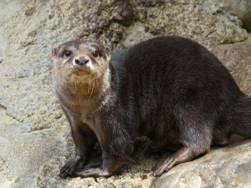 世界カワウソの日s.JPG