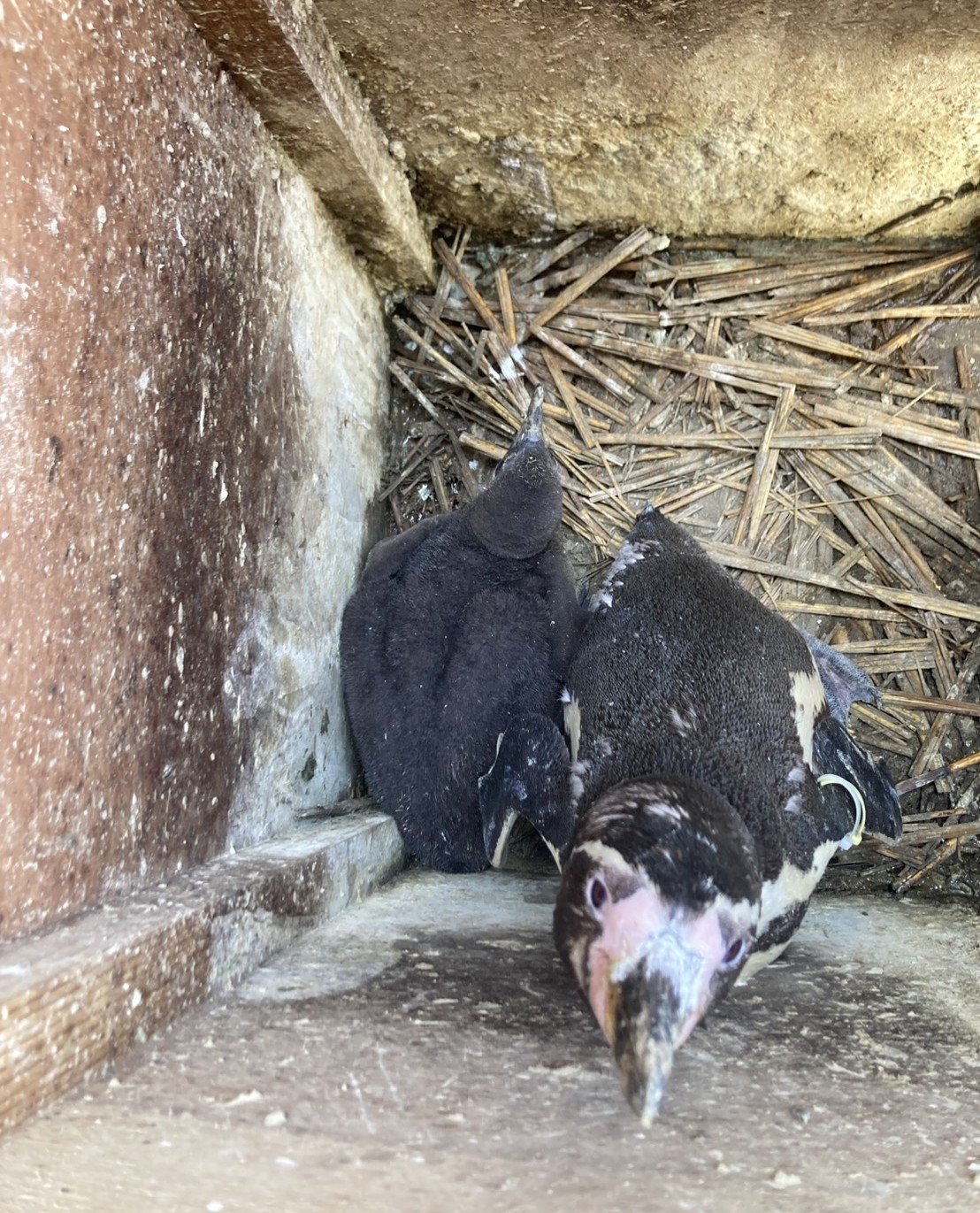 2026.4.13孵化フンボルトペンギン.jpg
