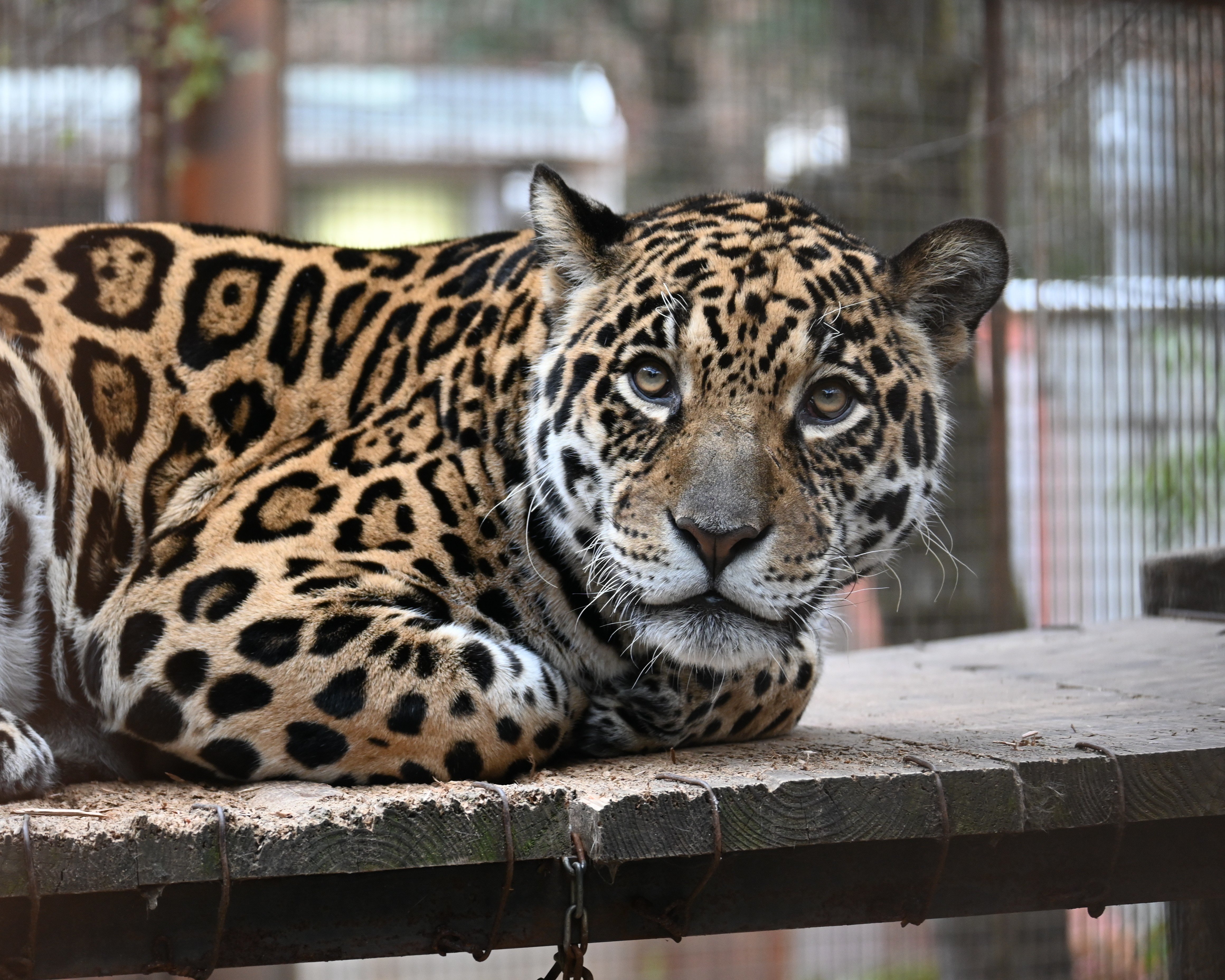 DSC_2755.JPG