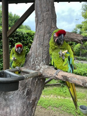 落花生を食べているソウとナナ.jpeg