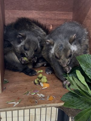 写真４　マテバシイの青いどんぐりとトチの葉 - コピー.jpg