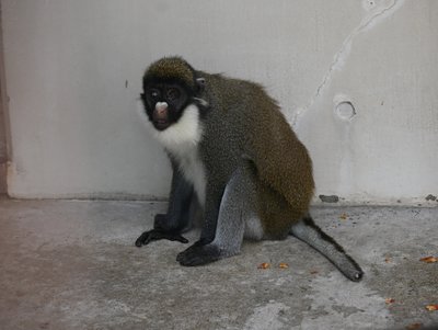 サル公開中止.JPG