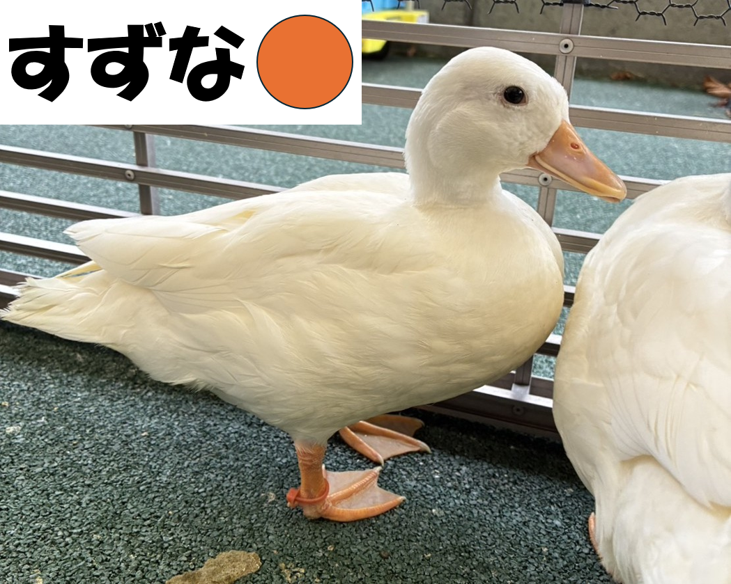 コールダック命名③すずな.png