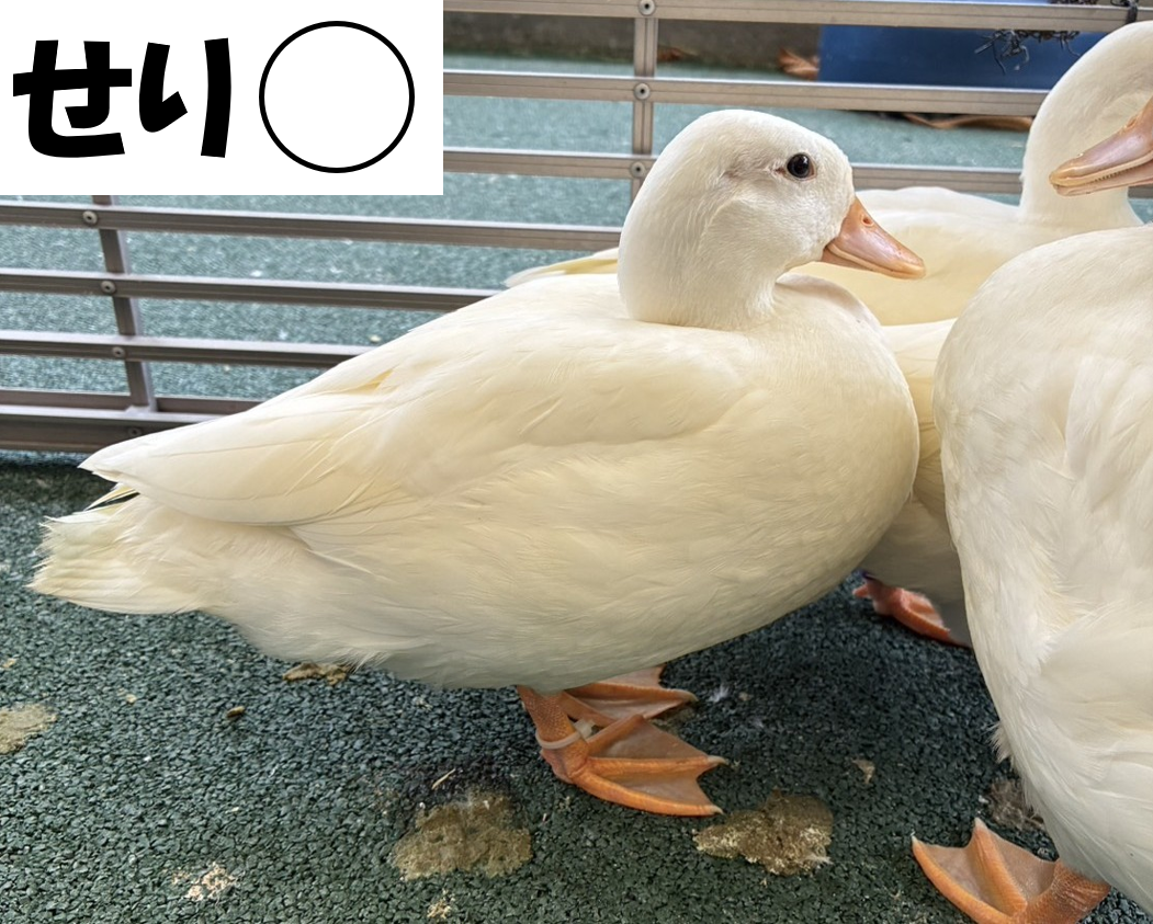 コールダック命名①せり.png