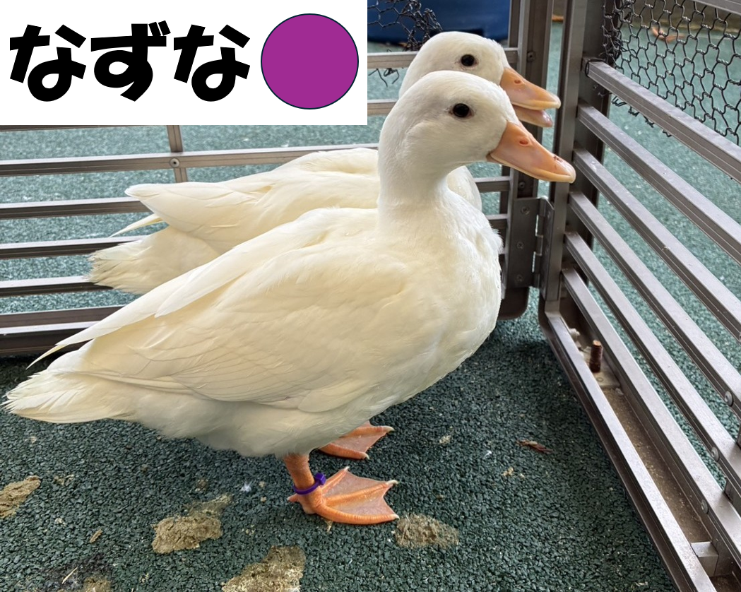 コールダック命名④なずな.png