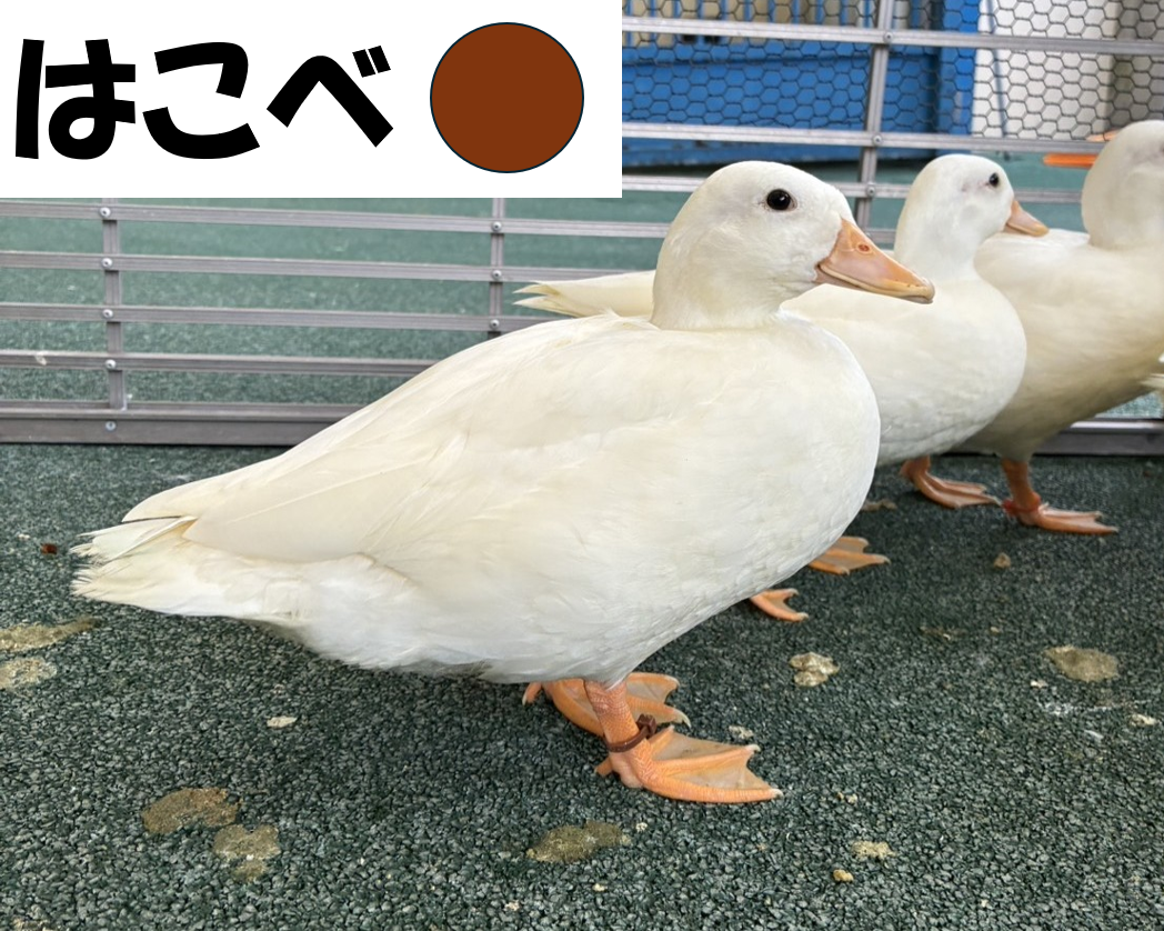 コールダック命名②はこべ.png