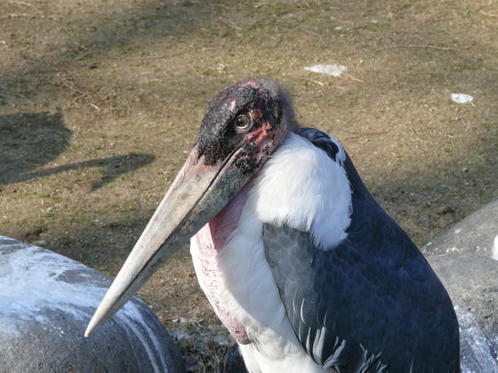 アフリカハゲコウのモノクロがとくしま動物園へ引っ越しました お知らせ 愛媛県立とべ動物園