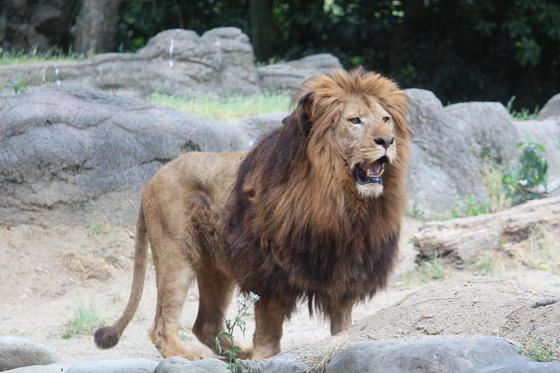 新たなオスが仲間入り お知らせ 愛媛県立とべ動物園