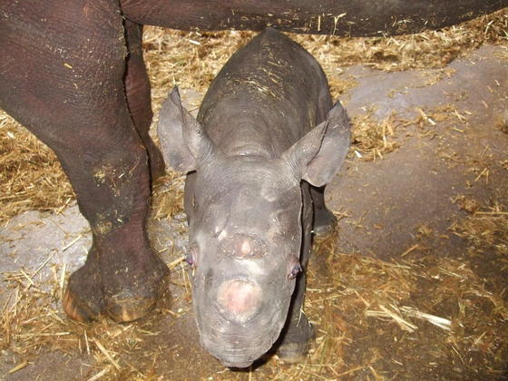クロサイの赤ちゃん誕生 お知らせ 愛媛県立とべ動物園