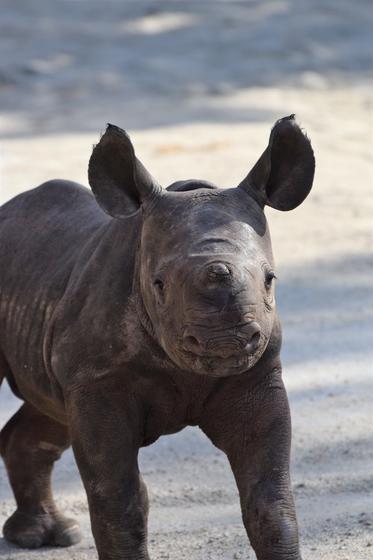 ヒガシクロサイのフー 赤ちゃん の公開時間について お知らせ 愛媛県立とべ動物園