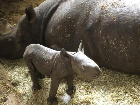 角が生えてきました お知らせ 愛媛県立とべ動物園