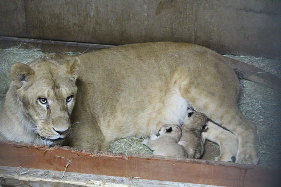 ライオンの赤ちゃんが産まれました お知らせ 愛媛県立とべ動物園