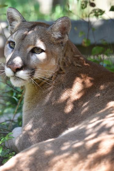 ピューマのマリーが天王寺動物園へ引っ越します お知らせ 愛媛県立とべ動物園